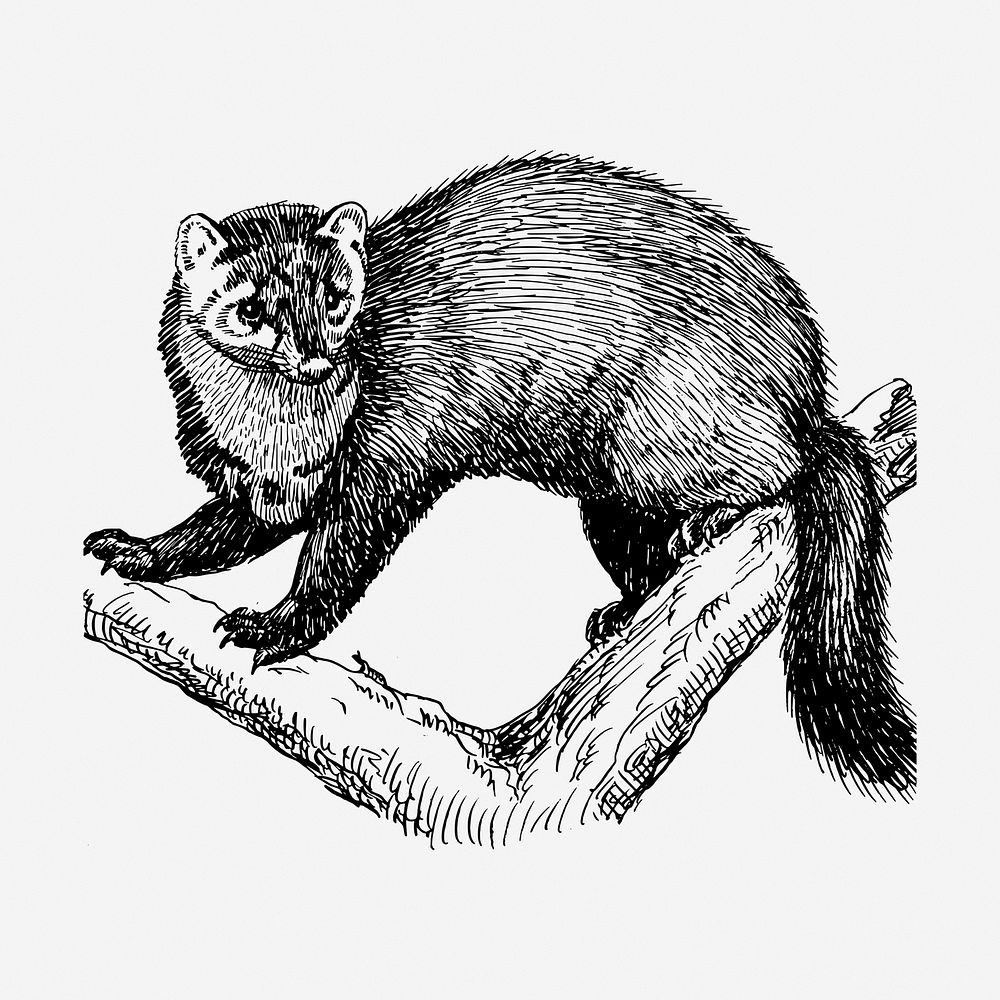 Fisher drawing, animal vintage illustration. Free public domain CC0 image.