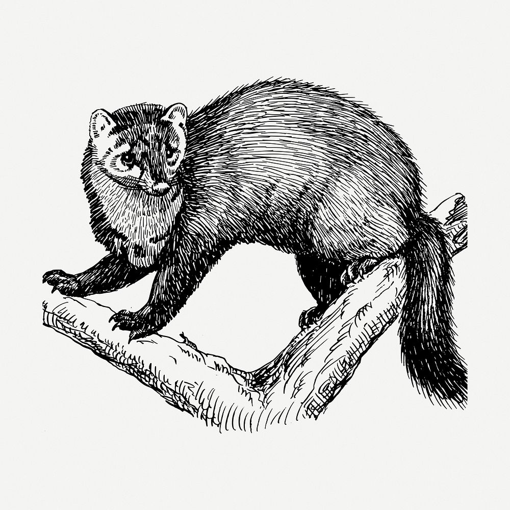 Fisher drawing, animal vintage illustration psd. Free public domain CC0 image.