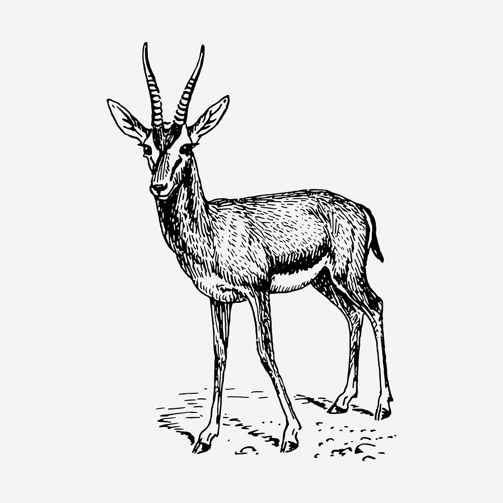 Gazelle drawing, animal vintage illustration. Free public domain CC0 image.