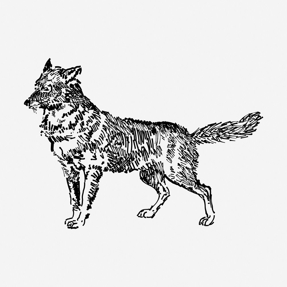 Jackal clipart, animal vintage illustration vector. Free public domain CC0 image.