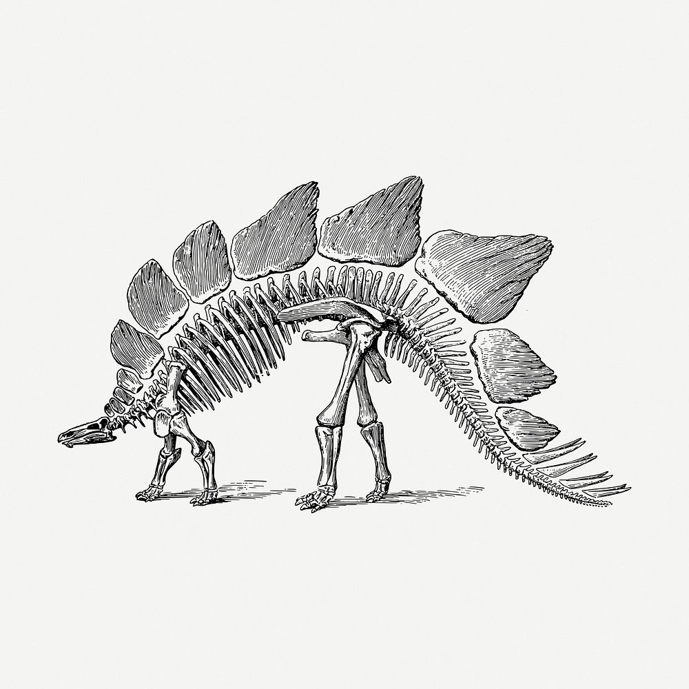 Dinosaur fossil drawing, extinct animal vintage illustration psd. Free public domain CC0 image.