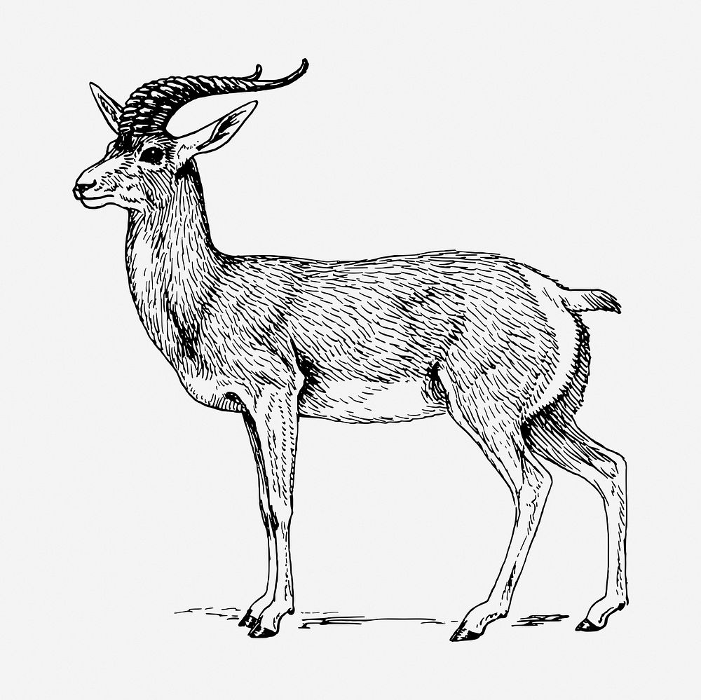 Goa drawing, animal vintage illustration. Free public domain CC0 image.