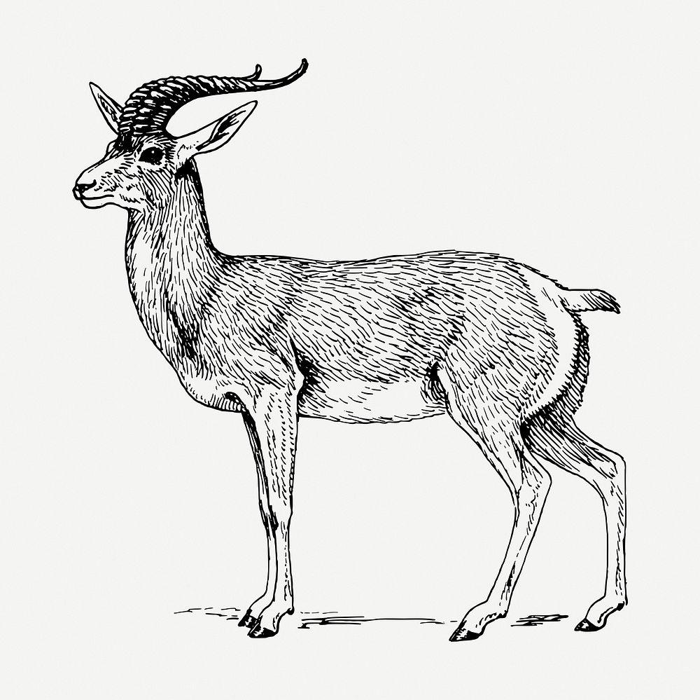 Goa drawing, animal vintage illustration psd. Free public domain CC0 image.