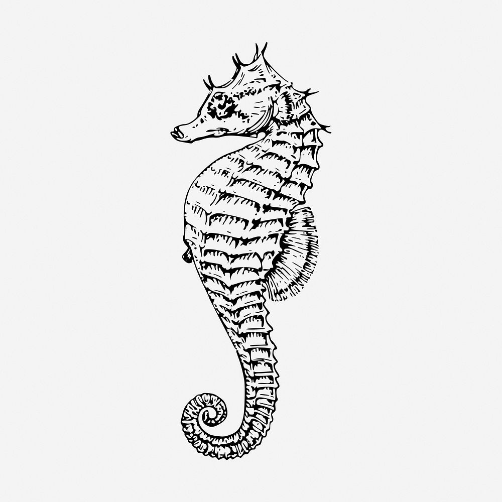 Seahorse drawing, sea animal vintage illustration. Free public domain CC0 image.