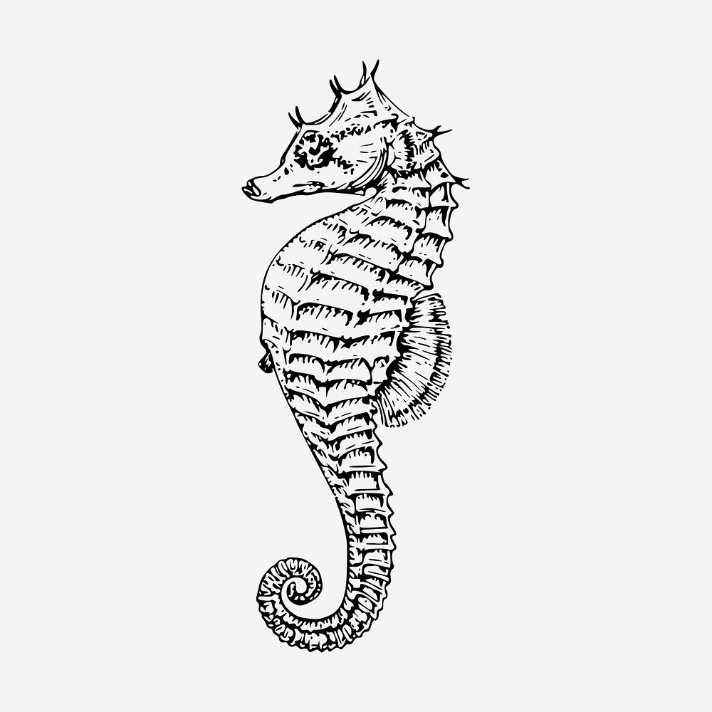 Seahorse drawing, sea life vintage illustration psd. Free public domain CC0 image.