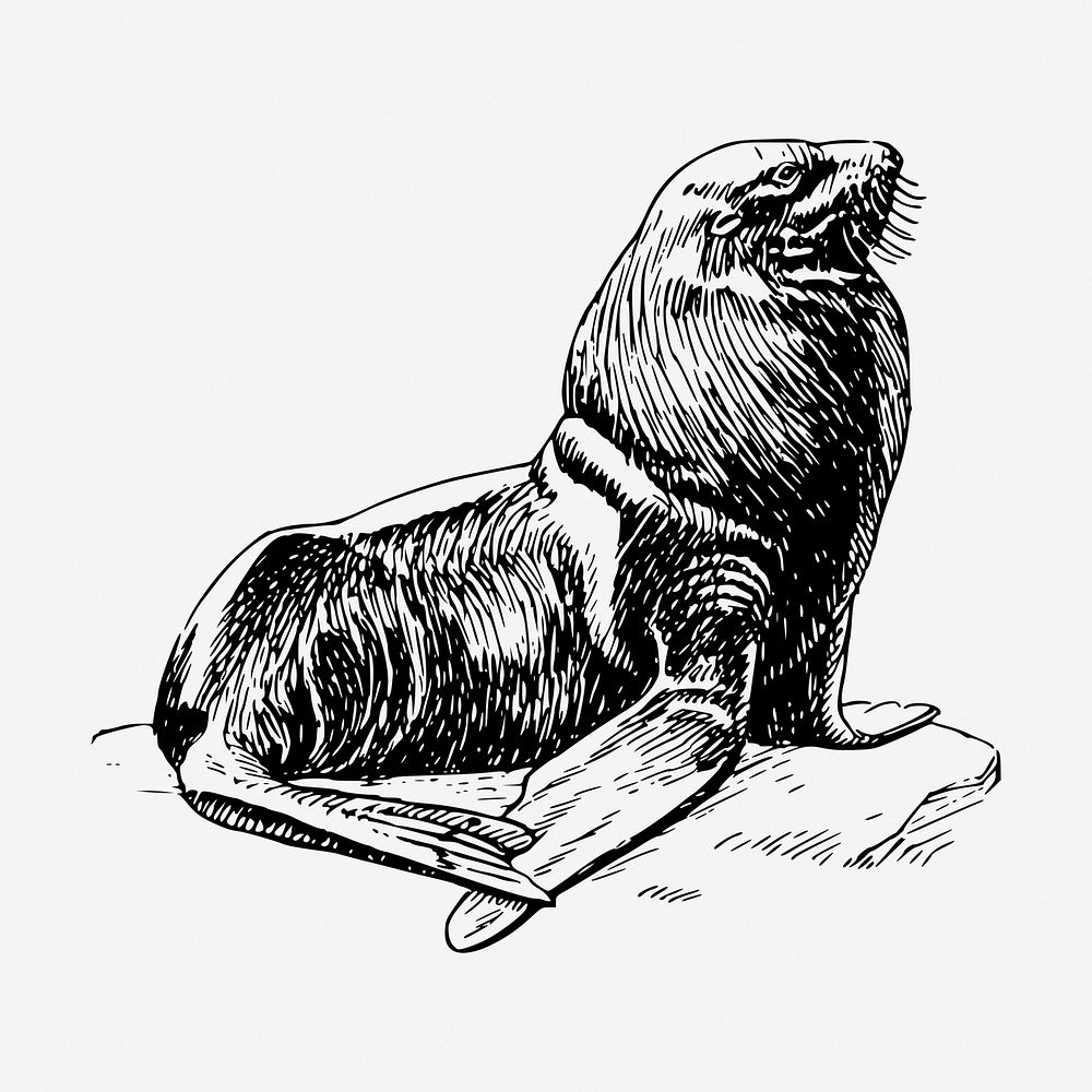 Seal clipart, sea animal vintage illustration vector. Free public domain CC0 image.