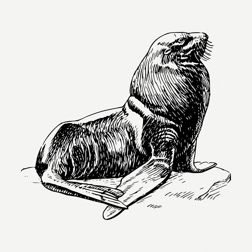 Seal drawing, sea life vintage illustration psd. Free public domain CC0 image.
