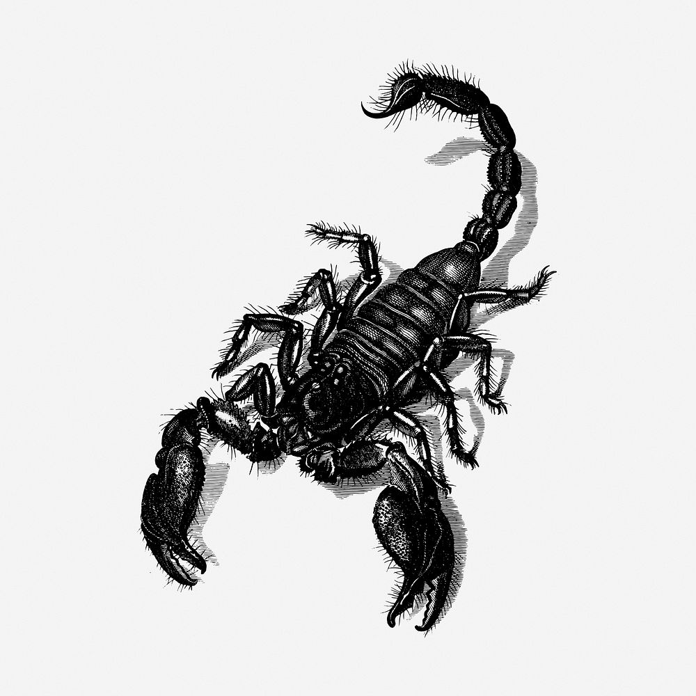 Scorpion drawing, animal vintage illustration. Free public domain CC0 image.