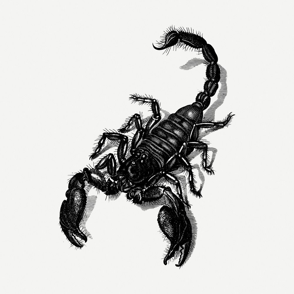 Scorpion drawing, animal vintage illustration psd. Free public domain CC0 image.