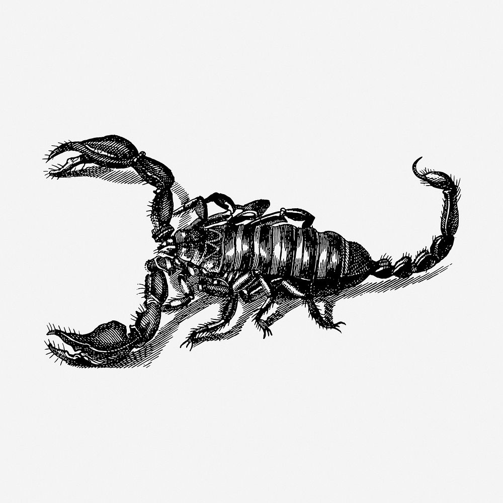Scorpion clipart, animal vintage illustration vector. Free public domain CC0 image.