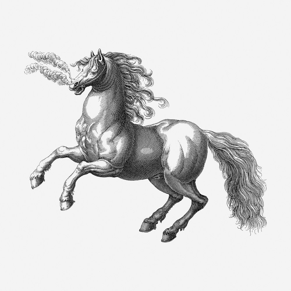 Rearing horse drawing, animal vintage illustration. Free public domain CC0 image.