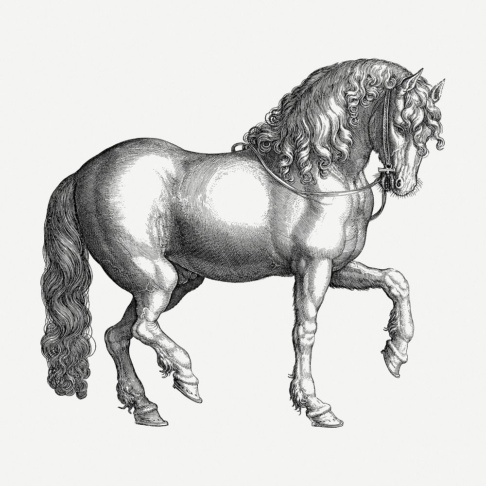 Horse drawing, animal vintage illustration psd. Free public domain CC0 image.