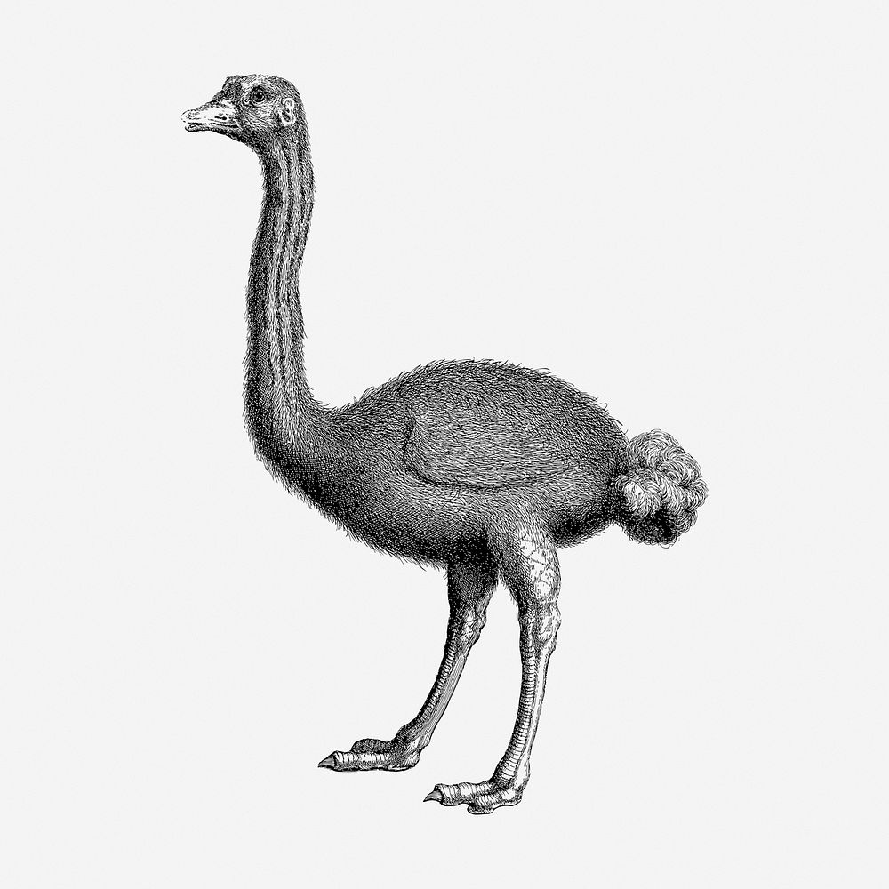 Ostrich drawing, animal vintage illustration. Free public domain CC0 image.