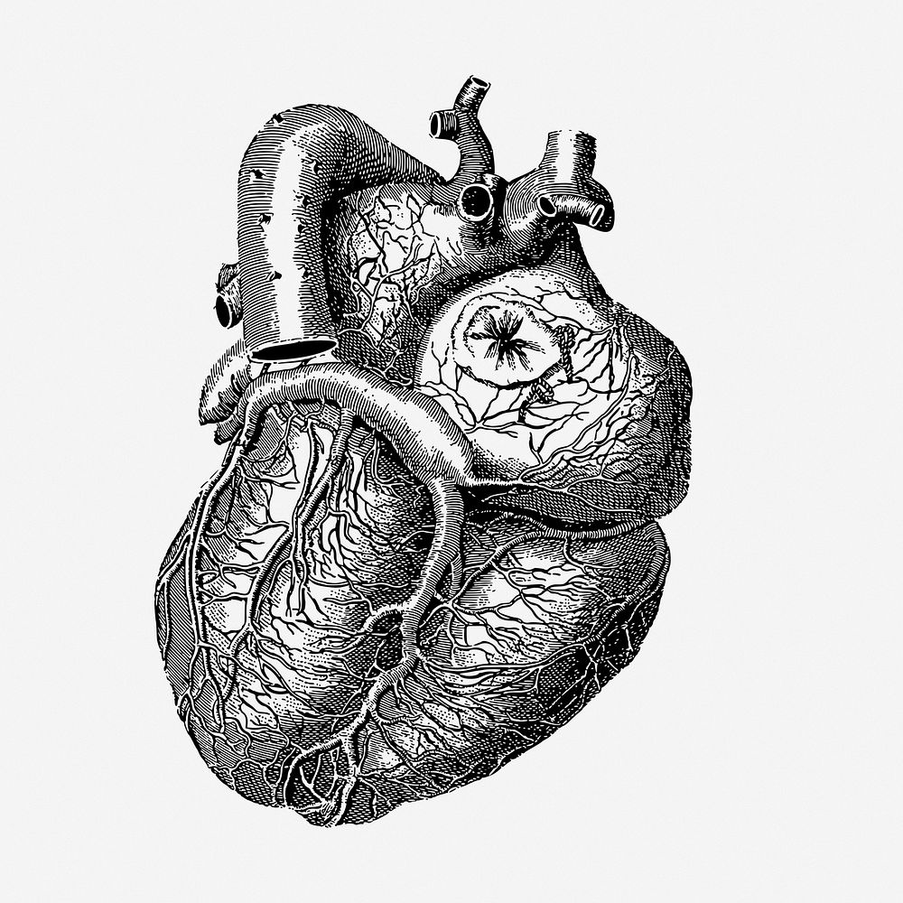 Realistic heart clipart, medical vintage illustration vector. Free public domain CC0 image.