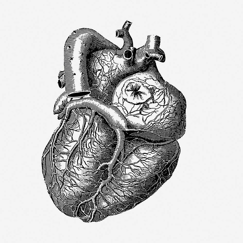 Realistic heart drawing, medical vintage illustration psd. Free public domain CC0 image.