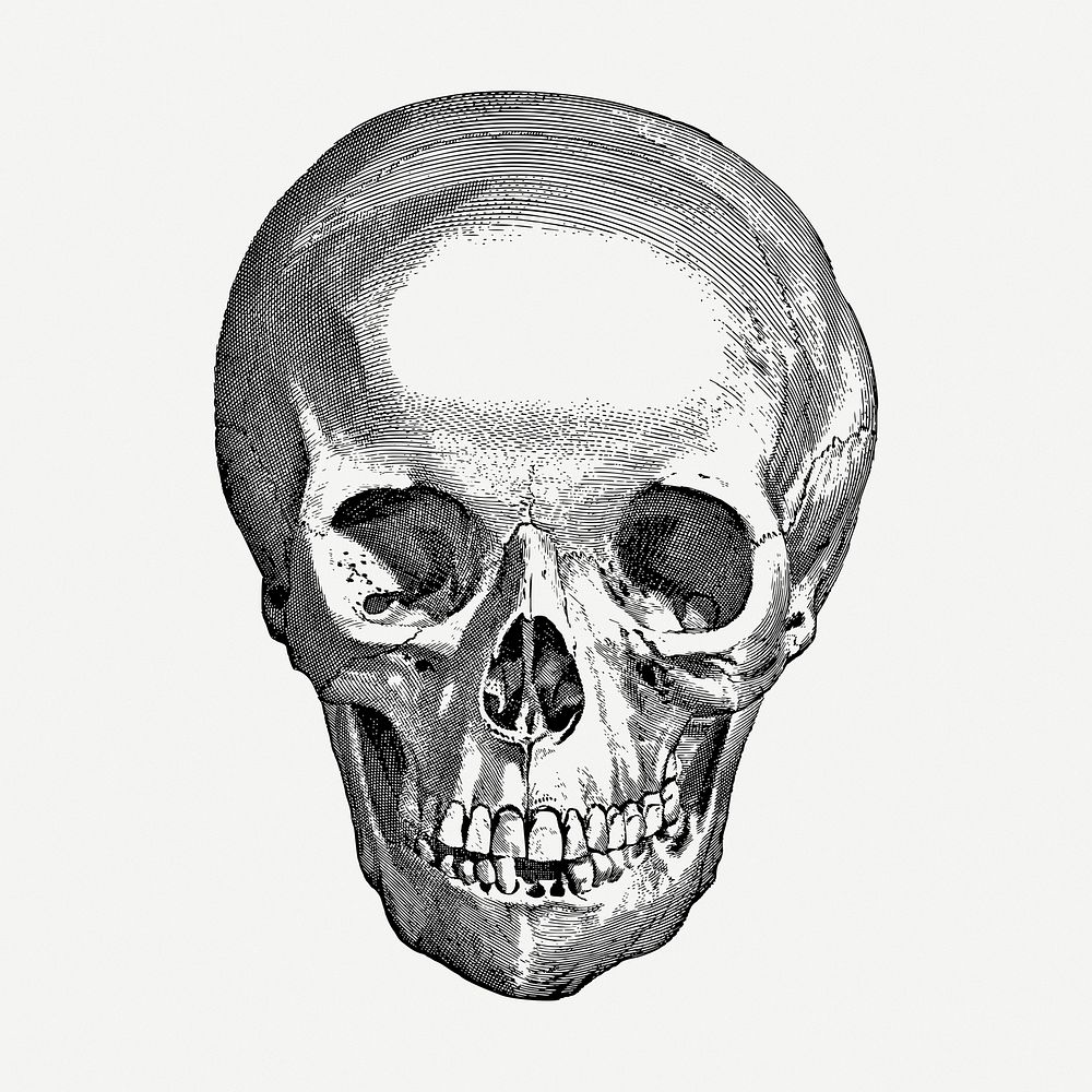 Human skull drawing, medical vintage illustration psd. Free public domain CC0 image.