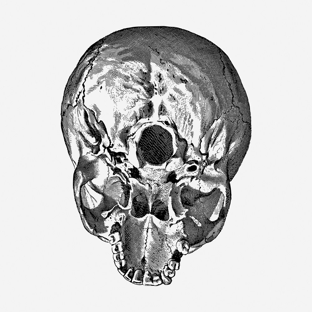 Human skull drawing, medical vintage illustration. Free public domain CC0 image.