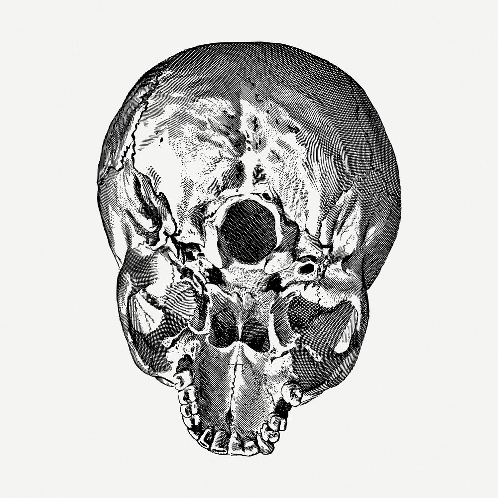 Human skull drawing, medical vintage illustration psd. Free public domain CC0 image.