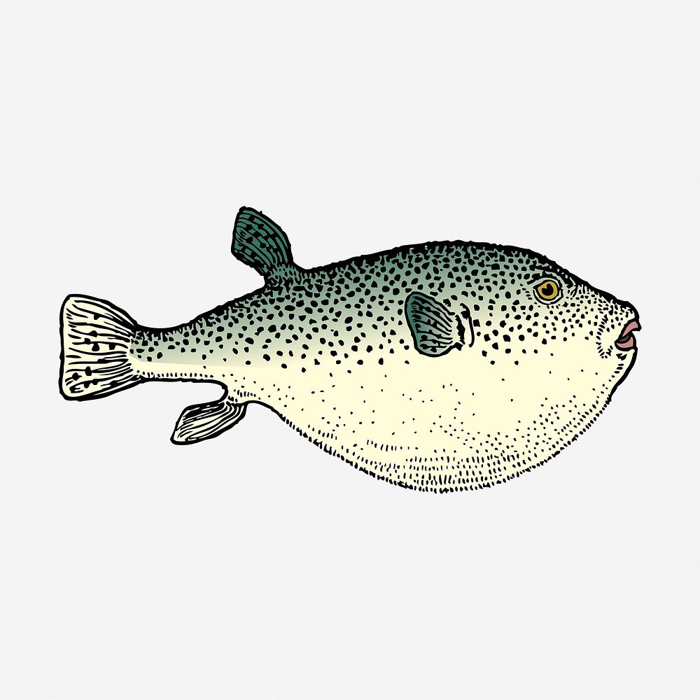 Blowfish clipart, sea animal vintage illustration vector. Free public domain CC0 image.