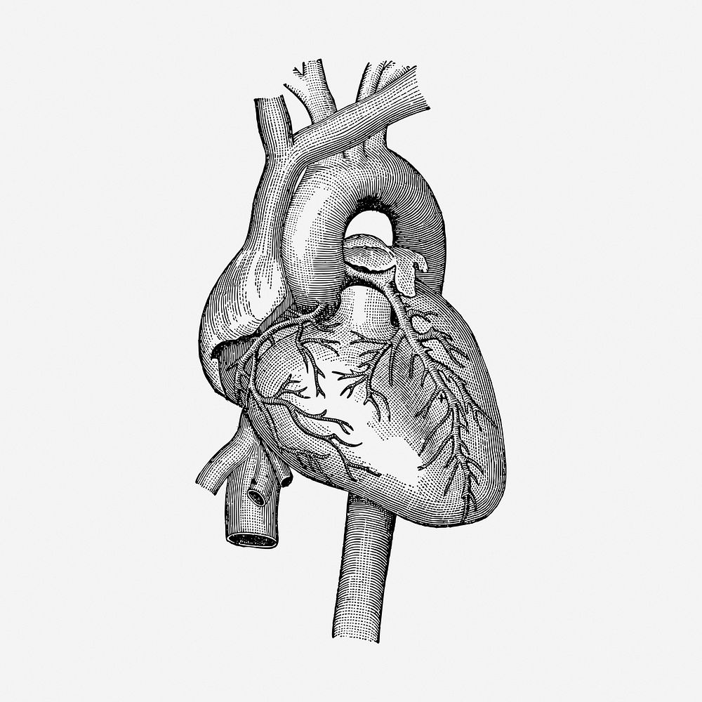 Realistic heart drawing, medical vintage illustration. Free public domain CC0 image.