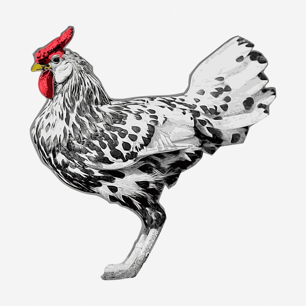 Chicken clipart, farm animal vintage illustration vector. Free public domain CC0 image.