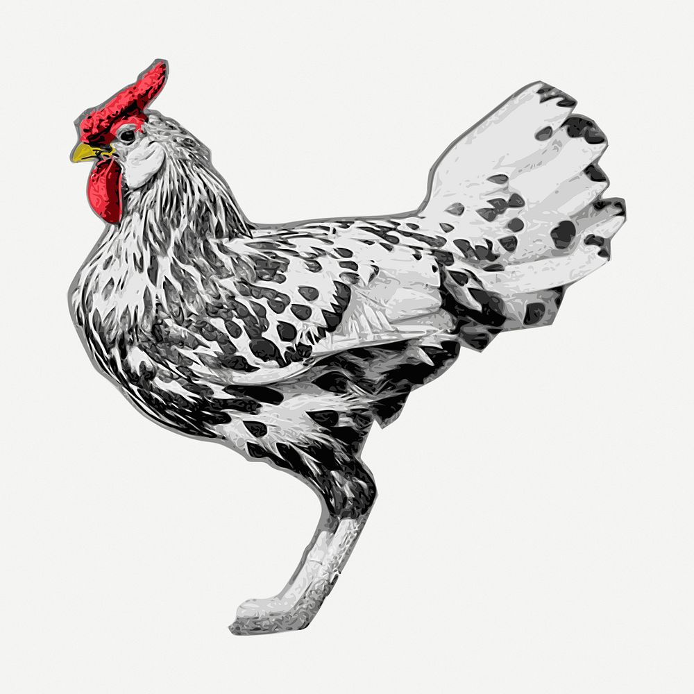 Chicken drawing, farm animal vintage illustration psd. Free public domain CC0 image.