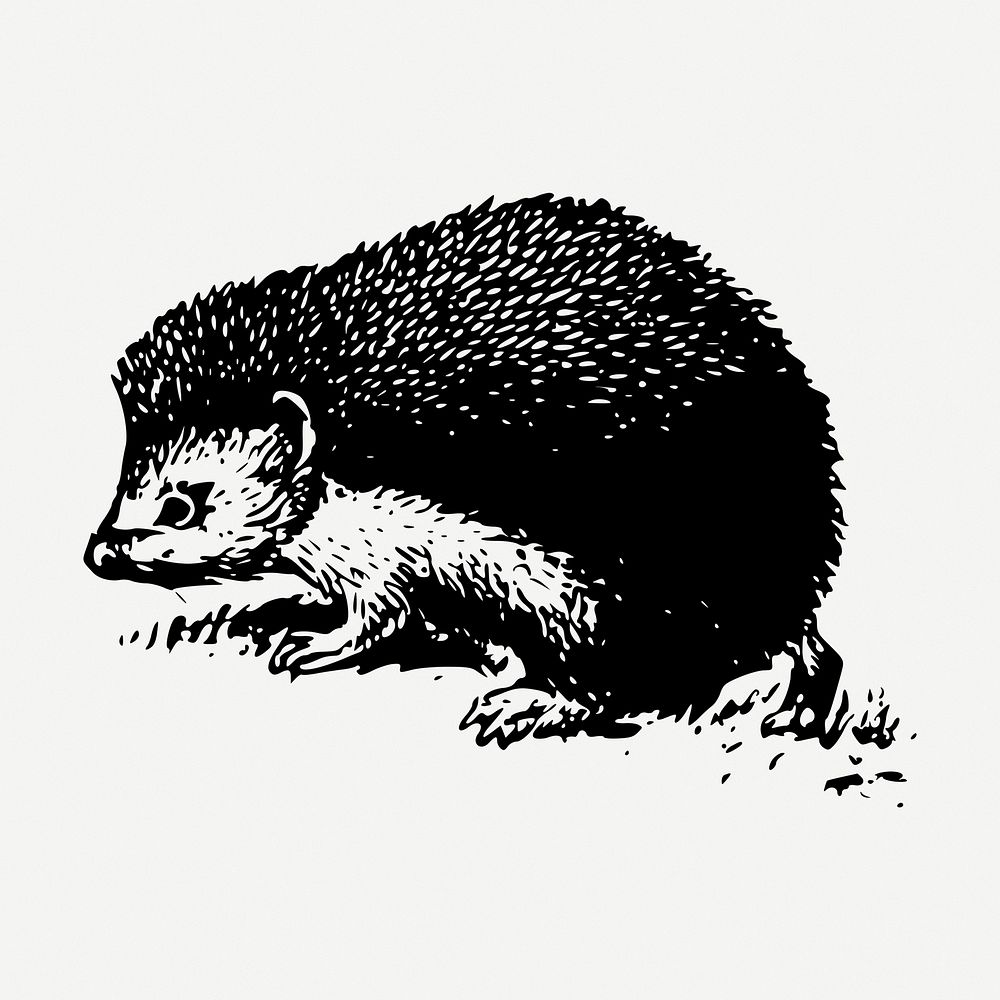 Hedgehog drawing, animal vintage illustration psd. Free public domain CC0 image.
