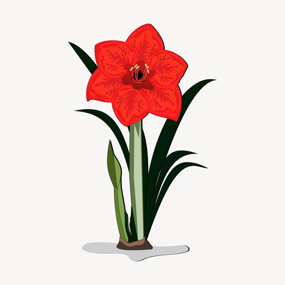 Red amaryllis, flower illustration. Free public domain CC0 image.