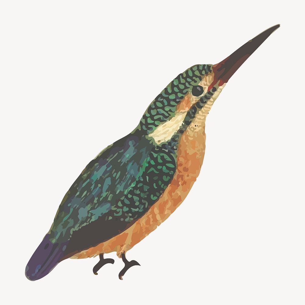 Kingfisher bird sticker, animal illustration vector. Free public domain CC0 image.