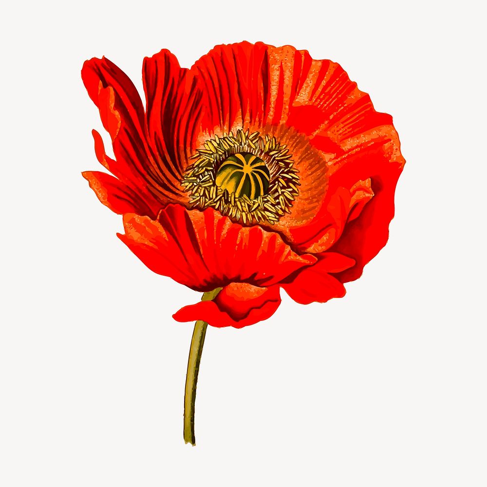Red poppy sticker, flower illustration vector. Free public domain CC0 image.