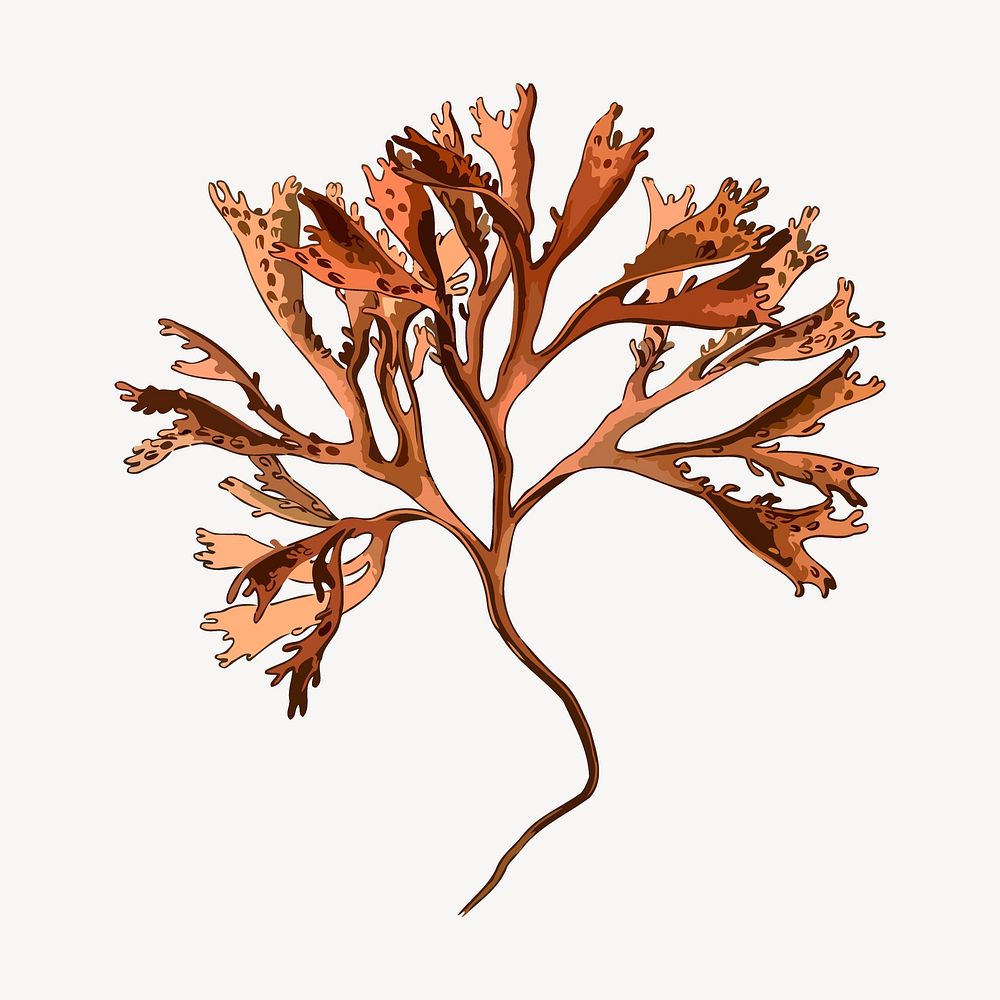Carrageen moss sticker, plant illustration vector. Free public domain CC0 image.