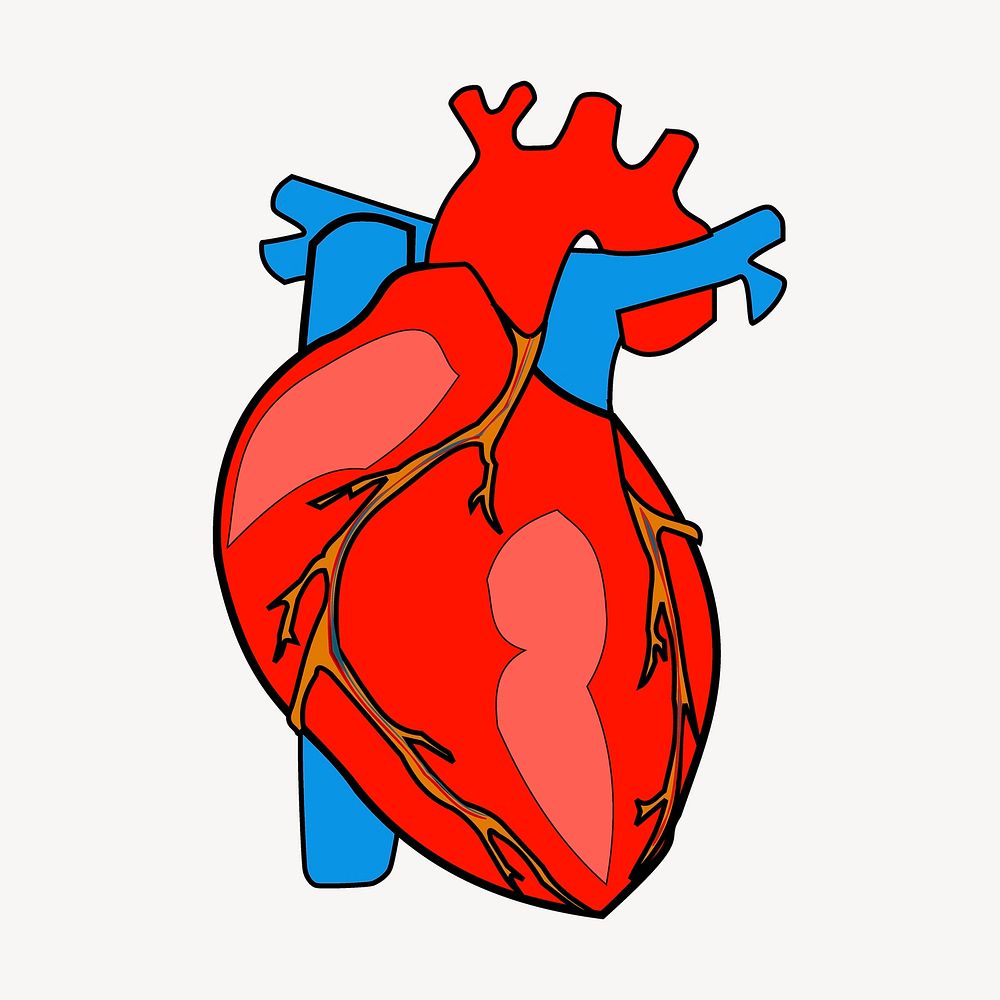Human heart, medical illustration. Free public domain CC0 image.