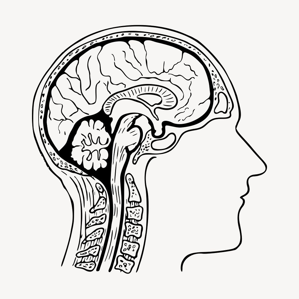 Human head anatomy collage element, medical illustration psd. Free public domain CC0 image.