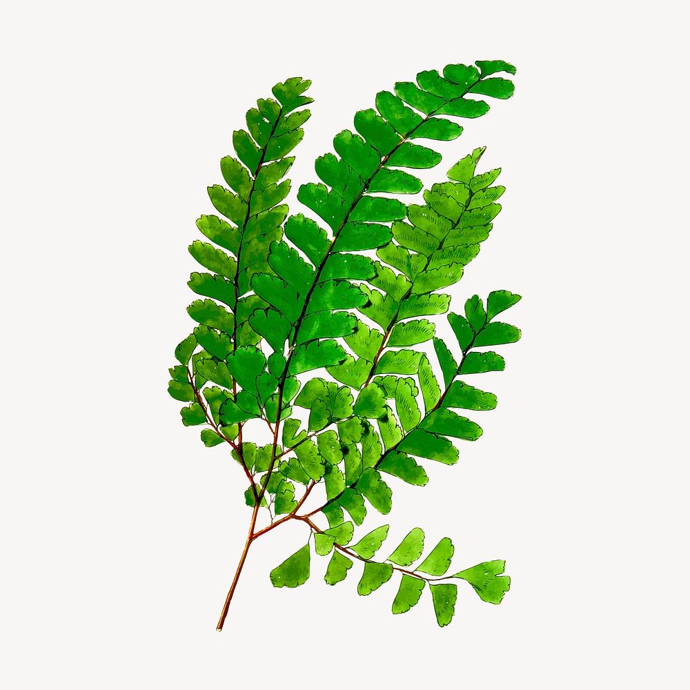Fern leaf branch clipart, botanical illustration vector. Free public domain CC0 image.