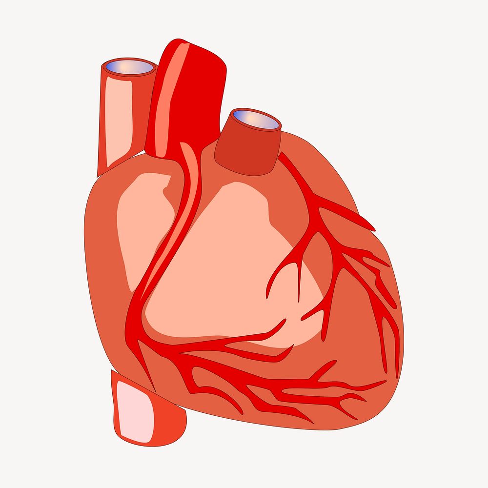 Heart organ clipart, medical illustration vector. Free public domain CC0 image.
