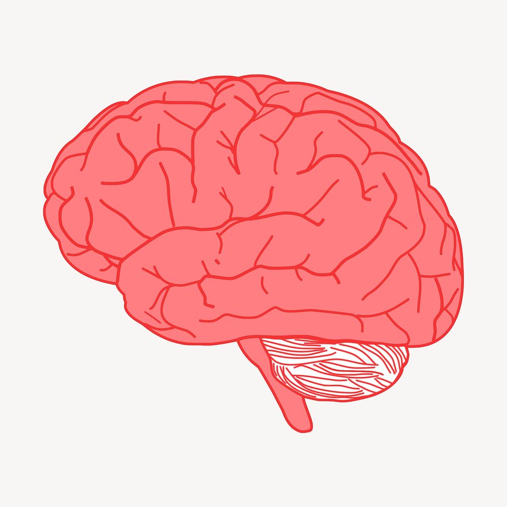 Human brain clipart, medical illustration vector. Free public domain CC0 image.