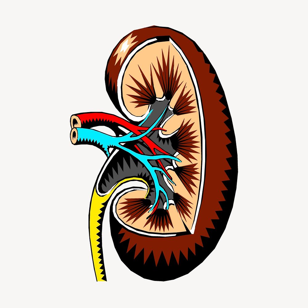 Kidney, organ collage element, medical illustration psd. Free public domain CC0 image.