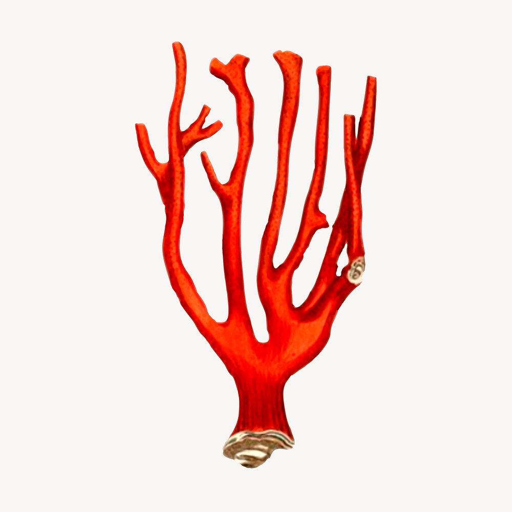 Red coral collage element, sea life illustration psd. Free public domain CC0 image.