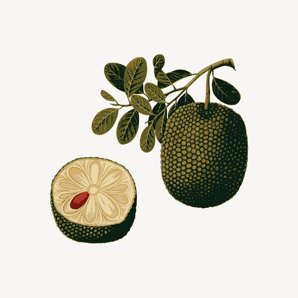  Jackfruit sticker, fruit illustration psd. Free public domain CC0 image.