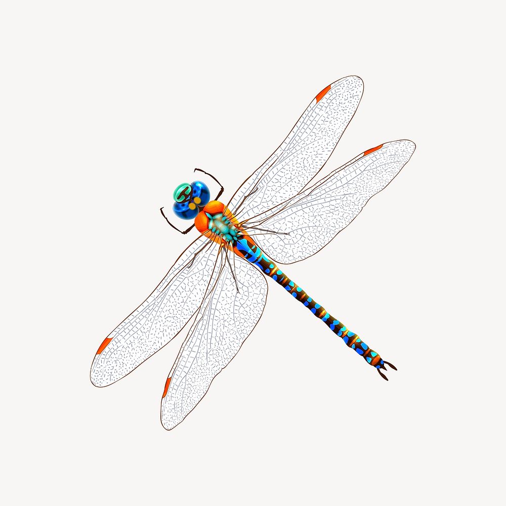 Dragonfly sticker, insect illustration vector. Free public domain CC0 image.