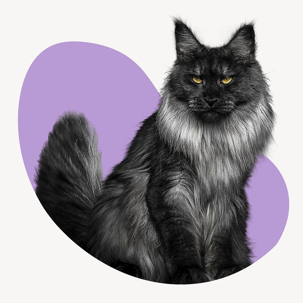 Angora cat blob shape sticker, animal image psd