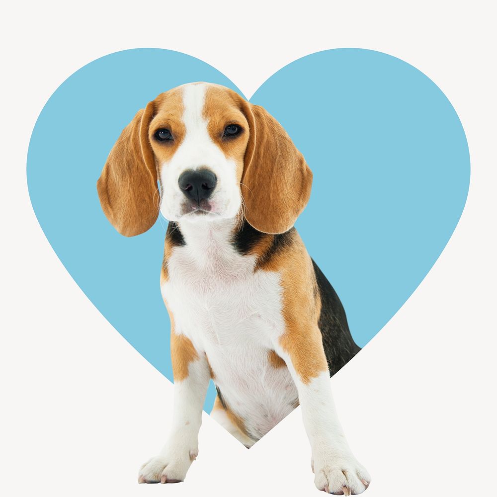 Beagle dog heart shape badge, cute pet photo