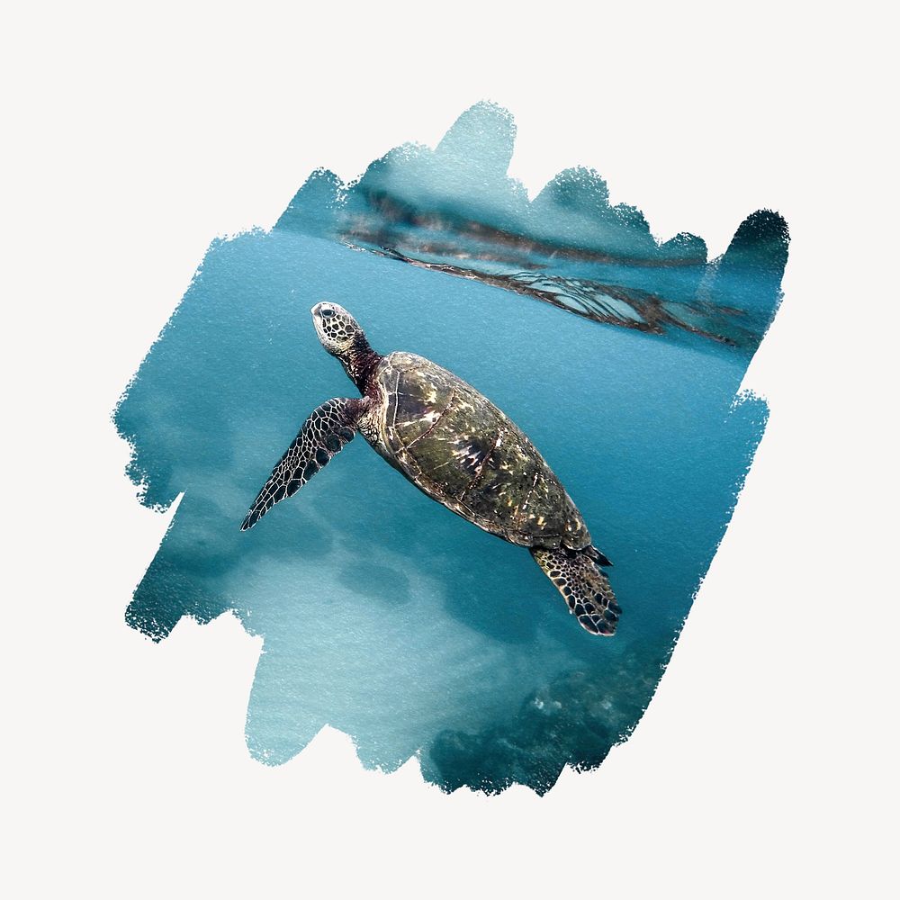 Sea turtle swimming in ocean, | Free Photo - rawpixel