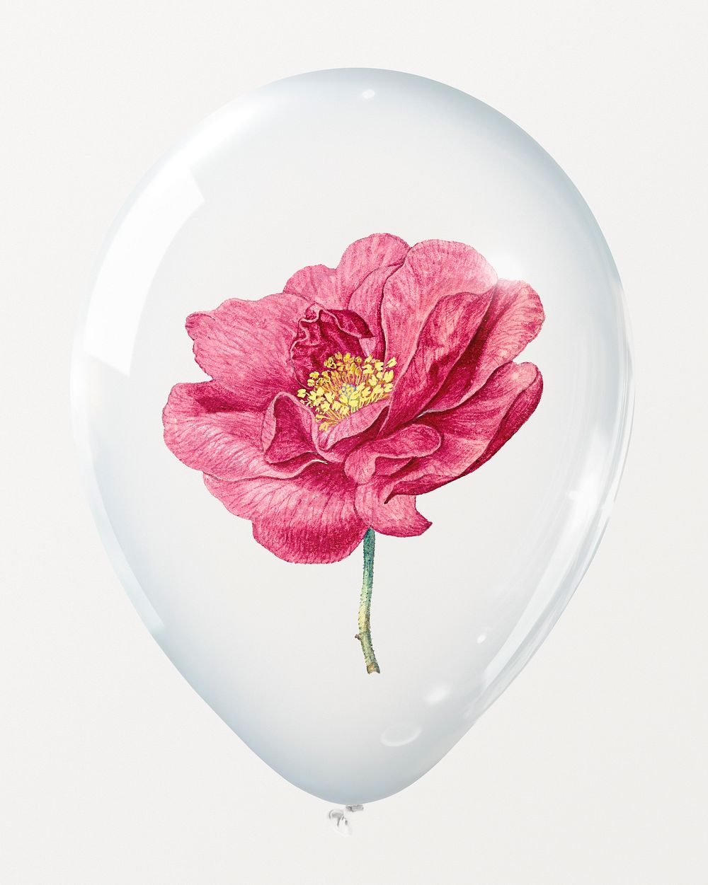 Pink French rose in clear balloon, valentine's flower