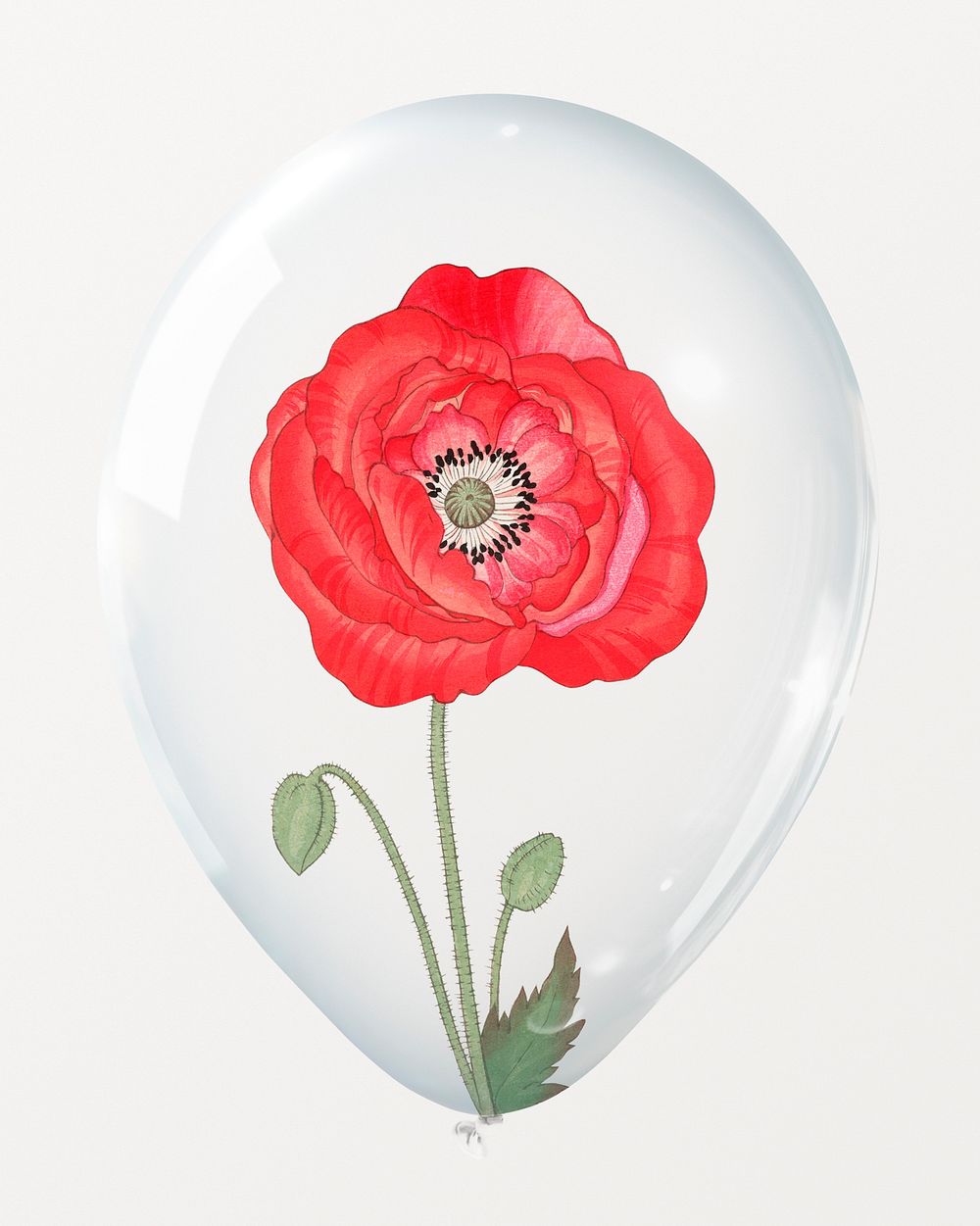 Red poppy in clear balloon