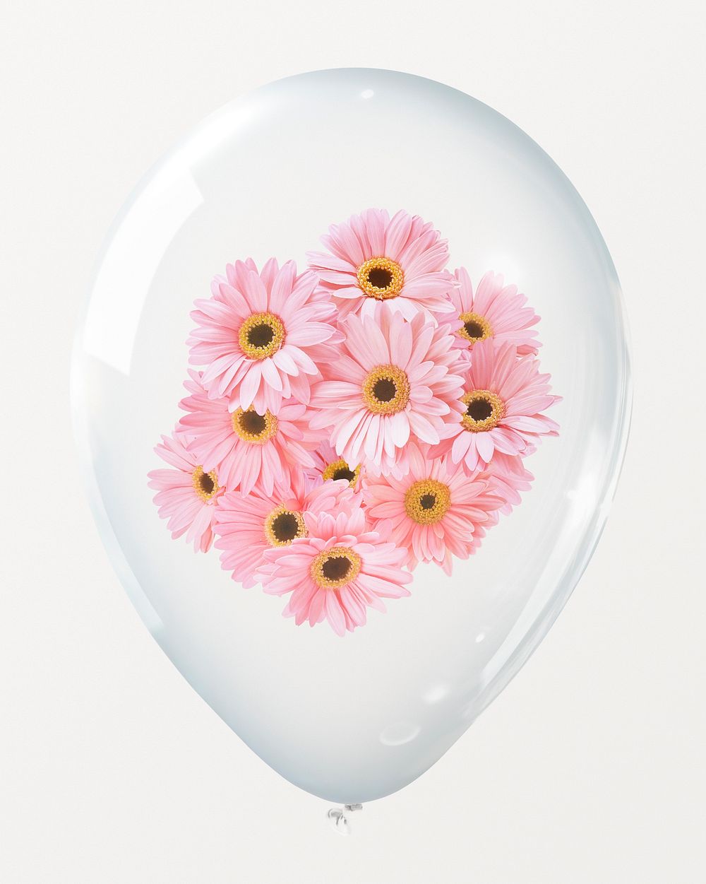 Pink gerbera daisies in clear balloon