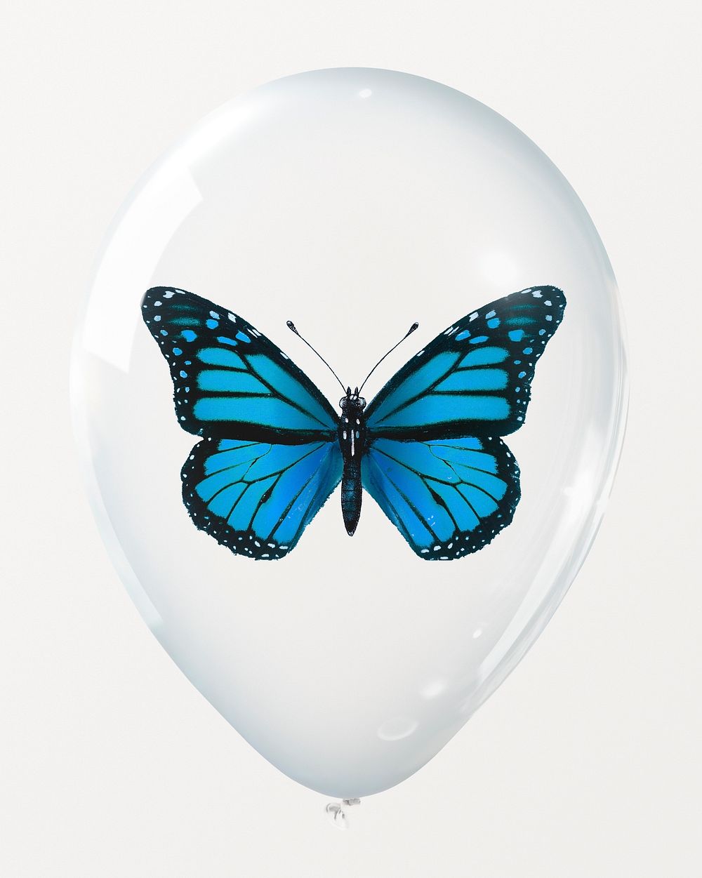 Blue butterfly in clear balloon