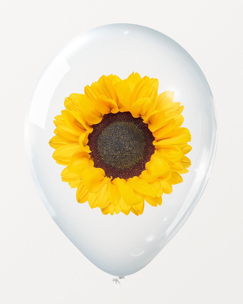 Sunflower blooming in clear balloon