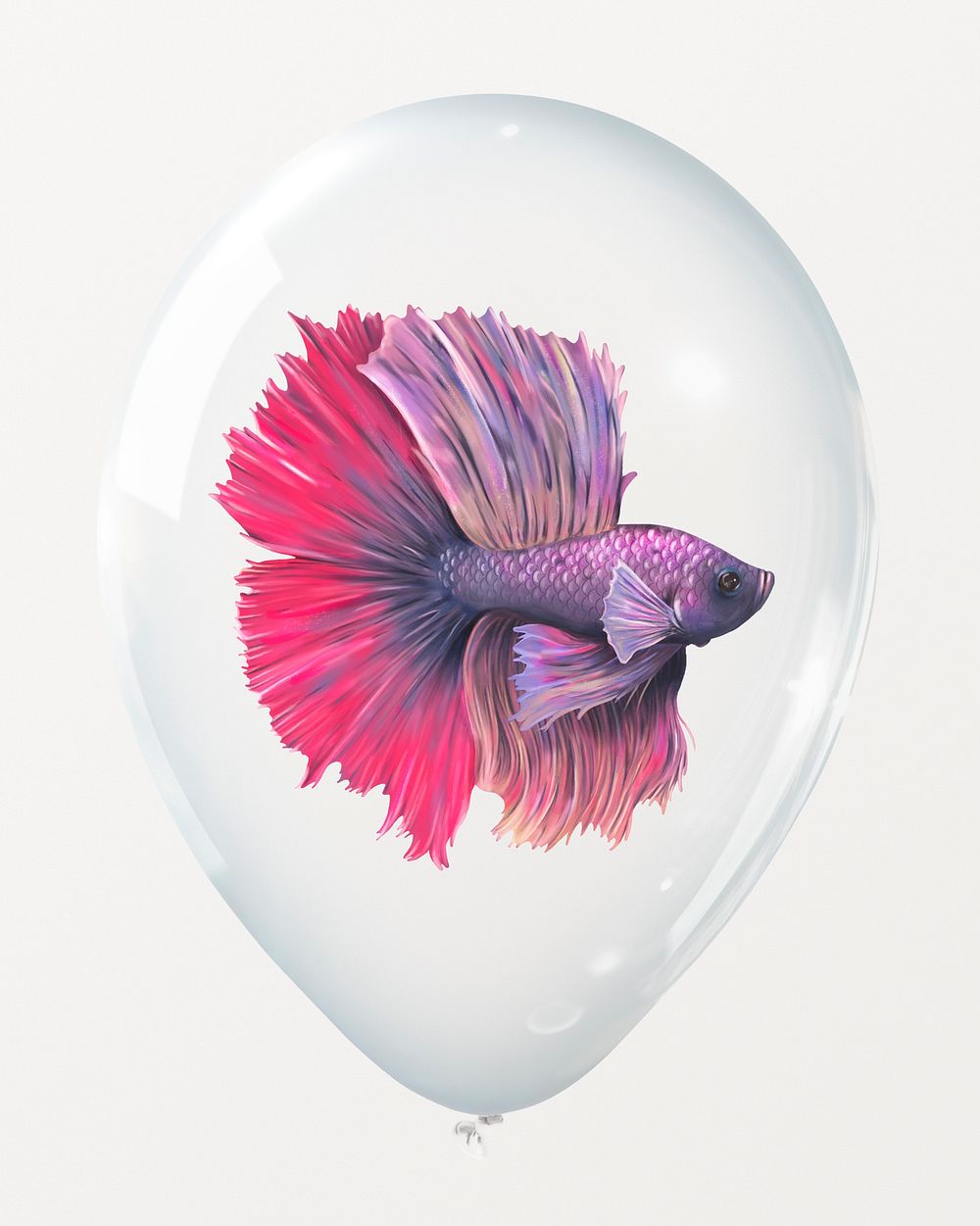 Pink betta fish in clear balloon