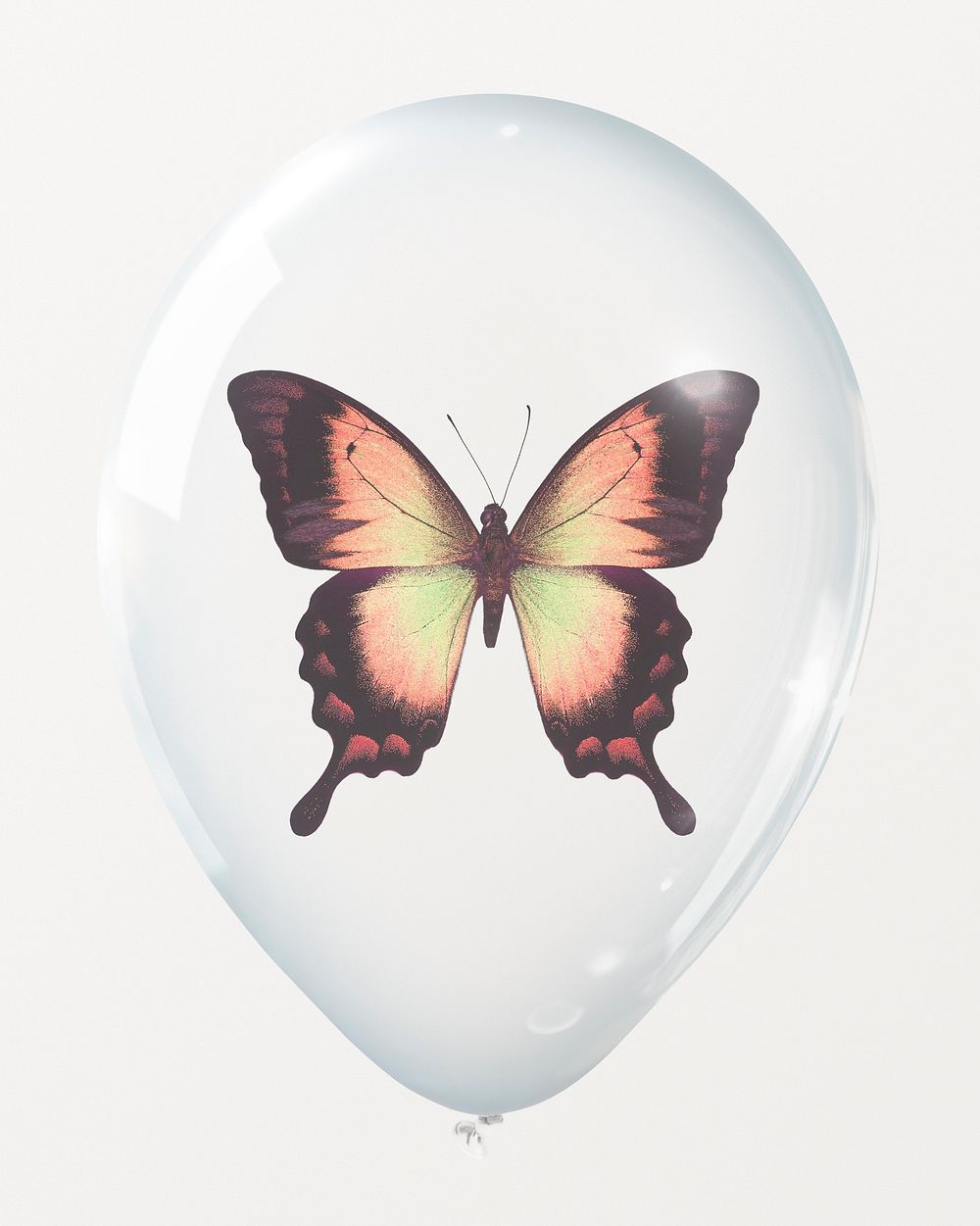 Swallowtail butterfly in clear balloon